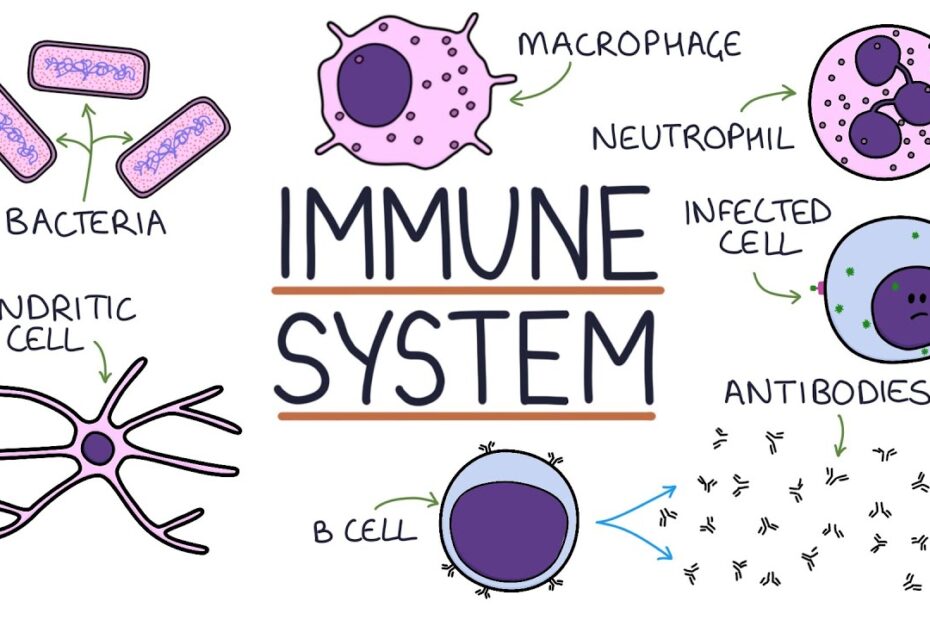 Immune tolerance: a scientific explainer on this biological process